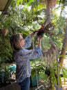 Xmas Macrame and Dried Flower Wreath